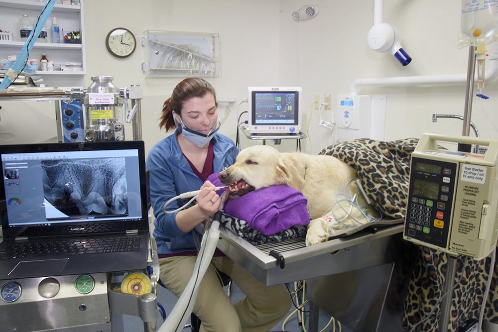 Berks County Veterinarian Pet Dental Conrad Weiser Animal Hospital